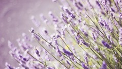 Flowers nature purple flowers depth of field