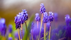 Flowers nature purple flowers hyacinths