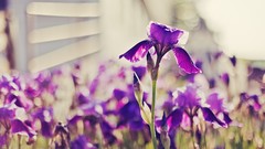 Flowers nature purple flowers Irises bokeh depth of field