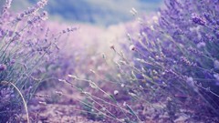 Flowers nature purple flowers lavender