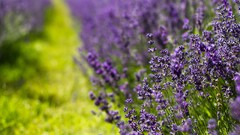 Flowers nature purple flowers lavender bokeh depth of field