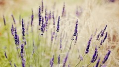 Flowers nature purple flowers lavender depth of field