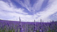 Flowers nature purple flowers lavender fields skyscapes