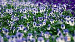 Flowers nature purple flowers pansies depth of field