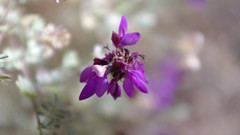 Flowers nature purple flowers pastel bokeh