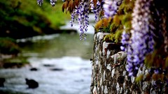 Flowers nature purple flowers wisteria blurred background depth 