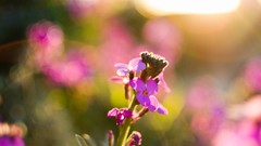 Flowers nature purple Green pink flowers blurred