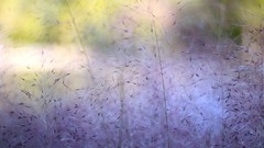 Flowers nature purple Mur Mur