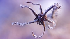 Flowers nature purple Plants