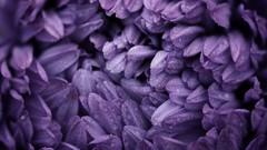 Flowers nature purple Violet flower petals