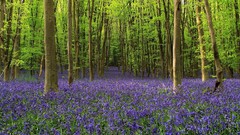 Flowers nature purple Wildflowers forests
