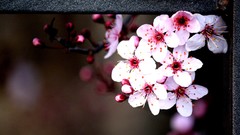 Flowers nature railing pink flowers bokeh