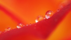 Flowers nature rain drops