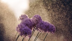 Flowers nature rain Plants allium depth of field