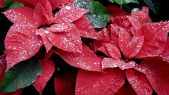 Flowers nature red dew