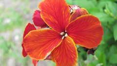 Flowers nature red flowers
