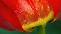Flowers nature red flowers