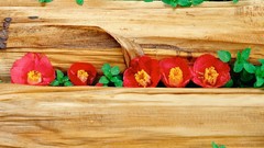 Flowers nature red flowers