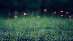 Flowers nature red flowers depth of field