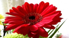 Flowers nature red flowers gerbera flower