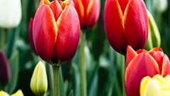 Flowers nature red Green tulips