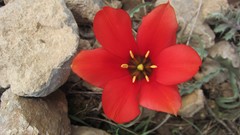 Flowers nature red iran Mohammad Barkhordari