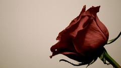 Flowers nature red love roses Simple Background