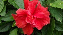 Flowers nature red Plants