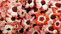 Flowers nature red Plants floral