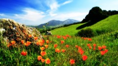Flowers nature red Poppies