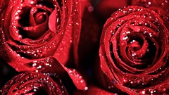 Flowers nature red roses water drops