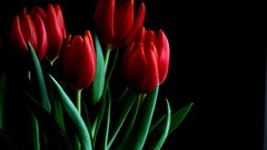 Flowers nature red tulips