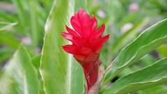 Flowers nature red wild ginger