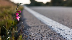 Flowers nature roads