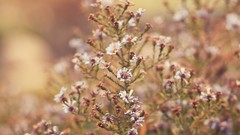 Flowers nature room autumn