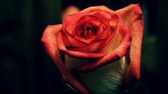 Flowers nature roses