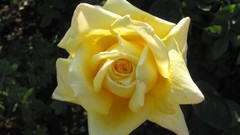 Flowers nature roses