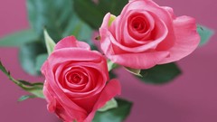 Flowers nature roses