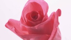 Flowers nature roses