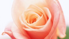 Flowers nature roses