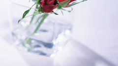 Flowers nature roses