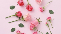 Flowers nature roses