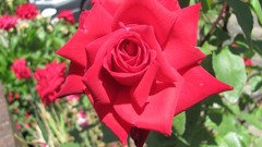 Flowers nature roses