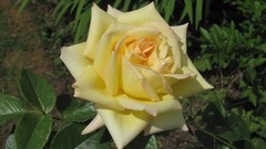 Flowers nature roses