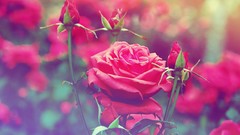 Flowers nature roses