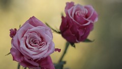 Flowers nature roses