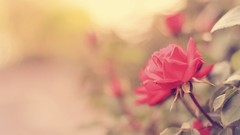 Flowers nature roses