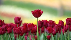 Flowers nature roses