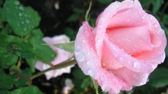 Flowers nature roses