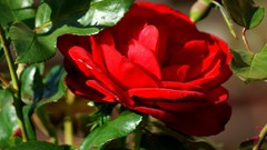 Flowers nature roses